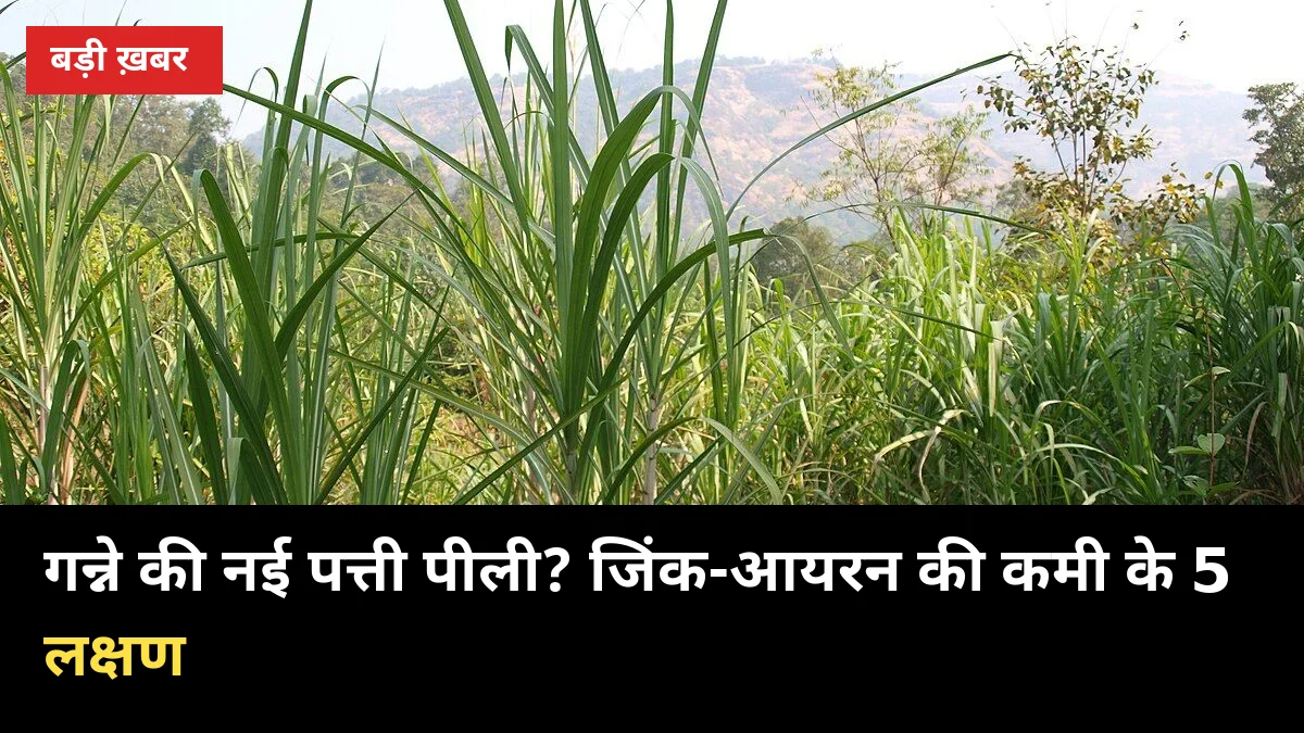 गन्ने की नई पत्ती पीली पड़ रही है? जिंक-आयरन की कमी के 5 लक्षण और 3 सस्ते इलाज