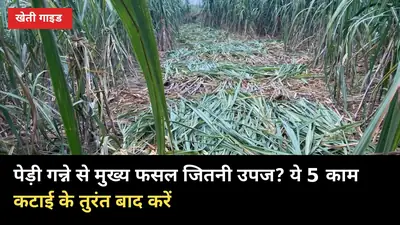 पेड़ी गन्ने से मुख्य फसल जितनी उपज? ये 5 काम कटाई के तुरंत बाद करें