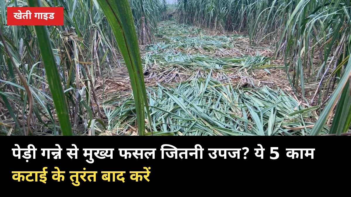 पेड़ी गन्ने से मुख्य फसल जितनी उपज? ये 5 काम कटाई के तुरंत बाद करें