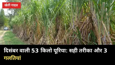 शरद गन्ने में दिसंबर वाली 53 किलो यूरिया: डालने का सही तरीका और 3 गलतियां