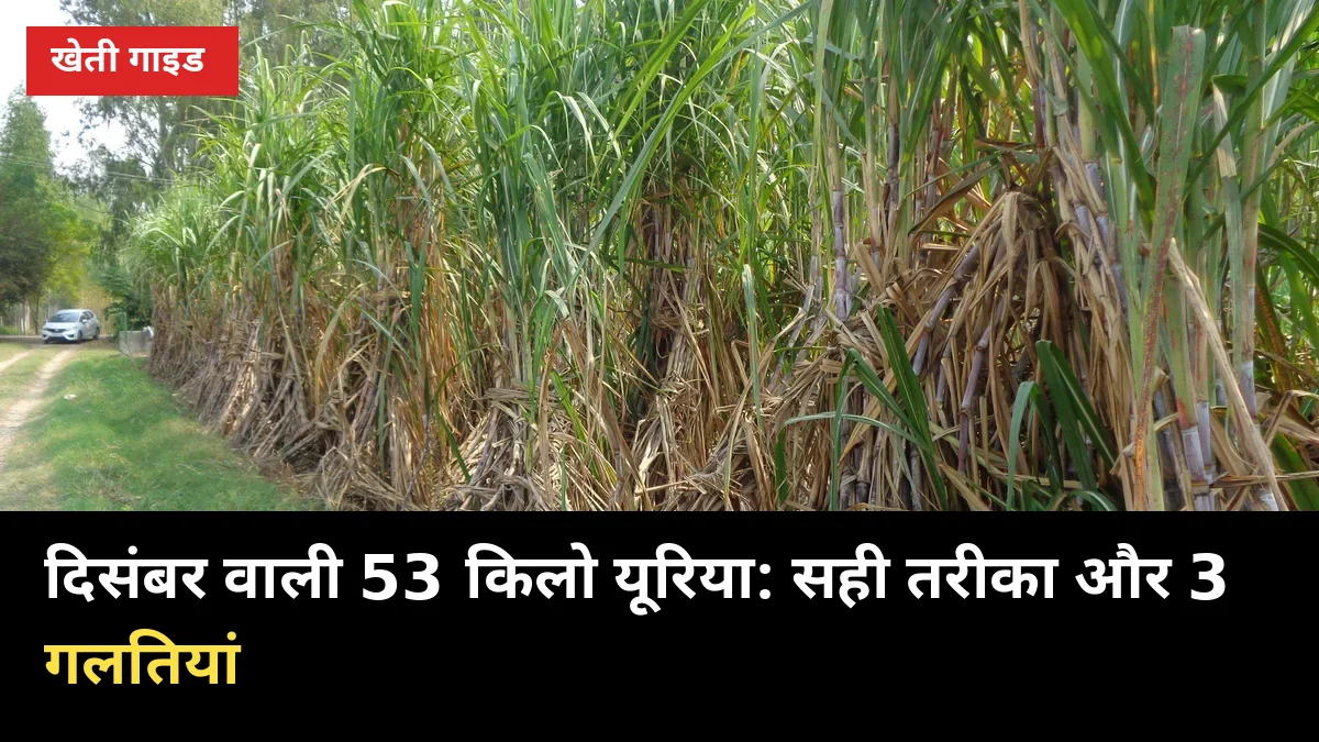 शरद गन्ने में दिसंबर वाली 53 किलो यूरिया: डालने का सही तरीका और 3 गलतियां
