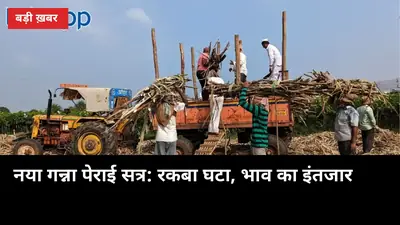 UP गन्ना: 1 अक्टूबर से नया पेराई सत्र, रकबा 1.6% घटा — कोल्हू 500 दे रहे, SAP अभी बाकी