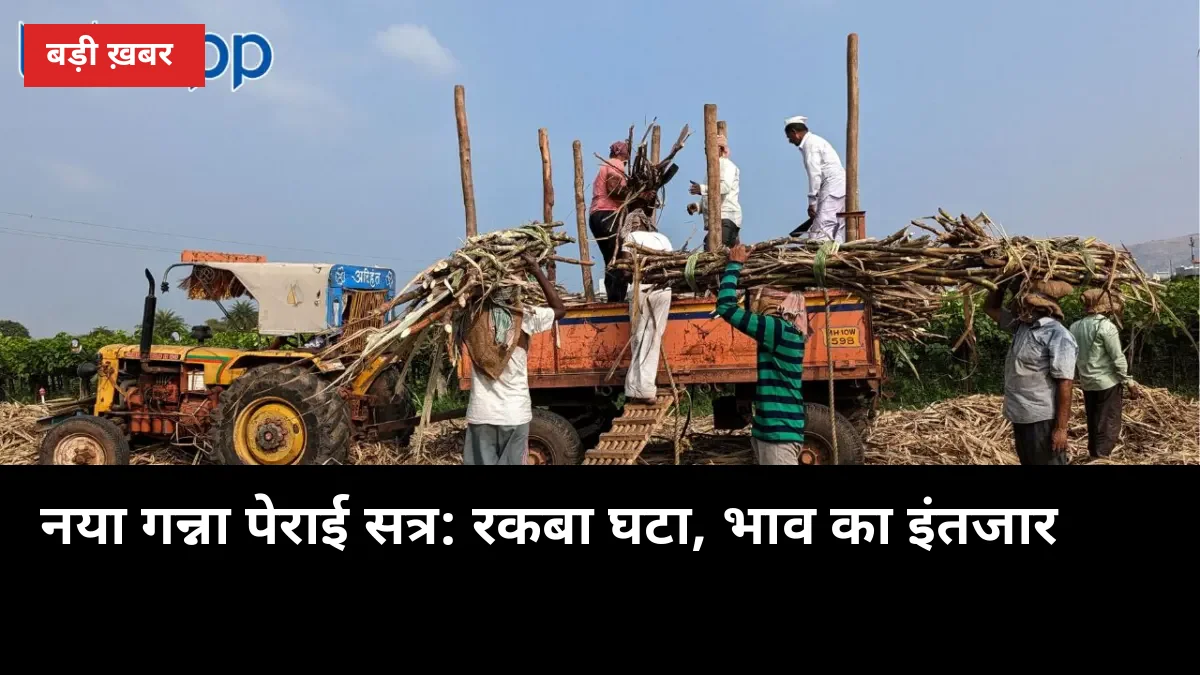 UP गन्ना: 1 अक्टूबर से नया पेराई सत्र, रकबा 1.6% घटा — कोल्हू 500 दे रहे, SAP अभी बाकी