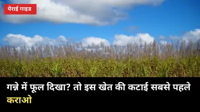 गन्ने में फूल (तुण) दिखा? इस खेत की कटाई सबसे पहले कराओ — 3-4 महीने में वजन-चीनी सुरक्षित