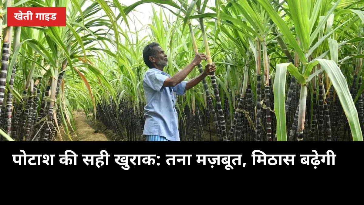 गन्ना गिर रहा है, मिठास कम आती है? पोटाश की सही खुराक से तना मज़बूत, चीनी भी बढ़ेगी