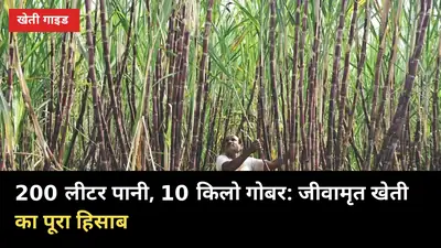 200 लीटर पानी, 10 किलो गोबर: गन्ने की जीवामृत खेती और ₹4000/एकड़ मदद का पूरा हिसाब