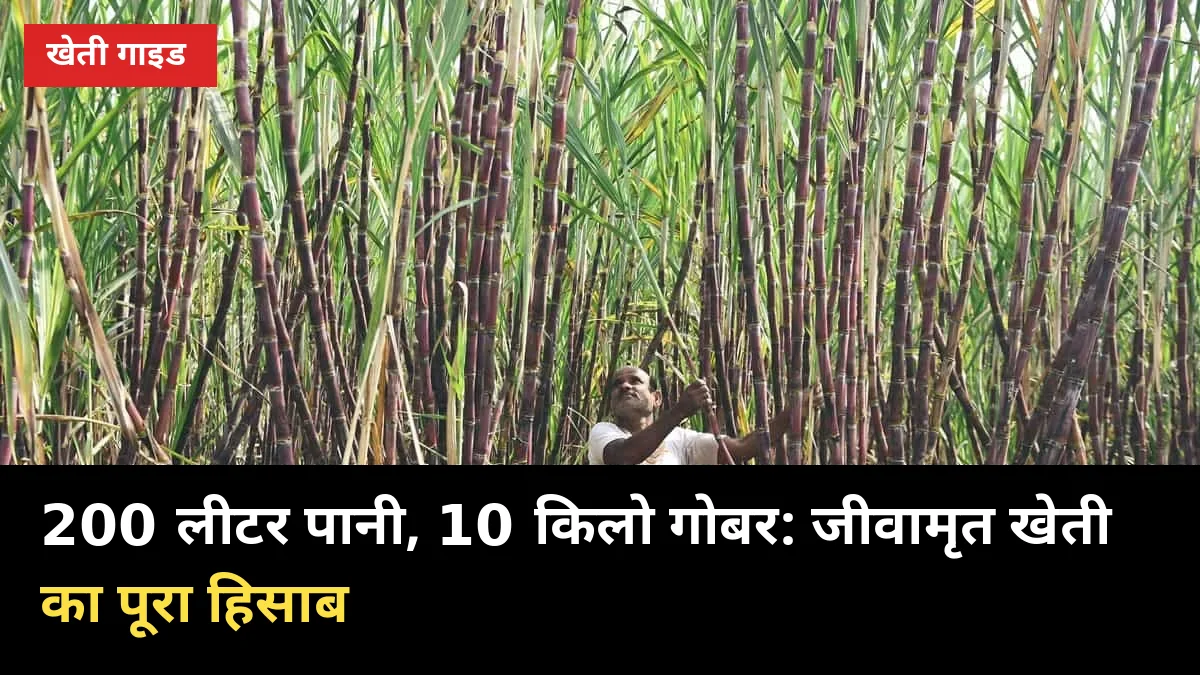 200 लीटर पानी, 10 किलो गोबर: गन्ने की जीवामृत खेती और ₹4000/एकड़ मदद का पूरा हिसाब