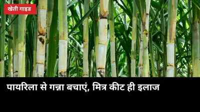 पत्तियां पीली-काली पड़ रही हैं तो पायरिला समझो, 5000 कोकून वाला मित्र कीट ही इलाज है