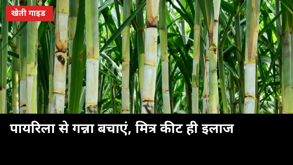 पत्तियां पीली-काली पड़ रही हैं तो पायरिला समझो, 5000 कोकून वाला मित्र कीट ही इलाज है