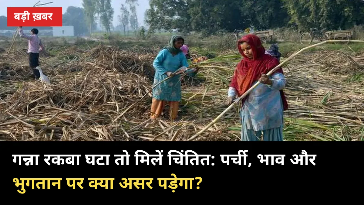 गन्ना रकबा घटा तो मिलें चिंतित: पर्ची, भाव और भुगतान पर क्या असर पड़ेगा?