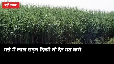 गन्ने में लाल सड़न दिखी तो देर मत करो: 3 पहचान और बचाव के 5 काम