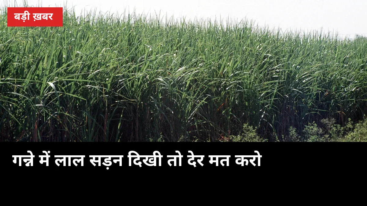 गन्ने में लाल सड़न दिखी तो देर मत करो: 3 पहचान और बचाव के 5 काम