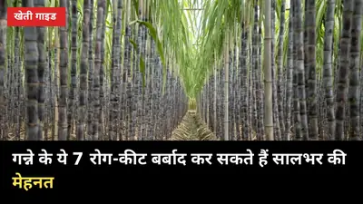 गन्ने के ये 7 रोग-कीट बर्बाद कर सकते हैं सालभर की मेहनत, जानिए बचाव के पक्के उपाय