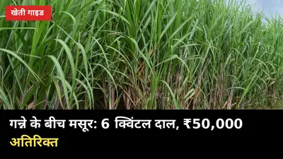 गन्ने के बीच मसूर: 1 एकड़ से 6 क्विंटल दाल + गन्ना, ₹50,000 अतिरिक्त कमाने की विधि