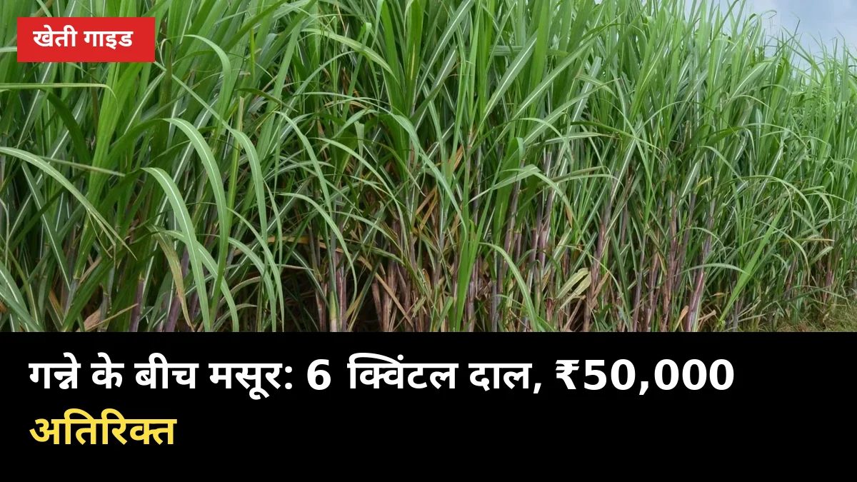 गन्ने के बीच मसूर: 1 एकड़ से 6 क्विंटल दाल + गन्ना, ₹50,000 अतिरिक्त कमाने की विधि