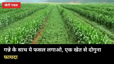 गन्ने के साथ ये फसल लगाओ, एक खेत से दोगुना फायदा: सहफसली खेती का सही तरीका