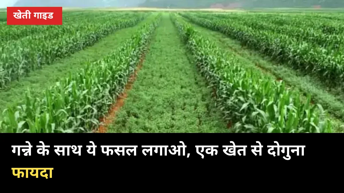 गन्ने के साथ ये फसल लगाओ, एक खेत से दोगुना फायदा: सहफसली खेती का सही तरीका