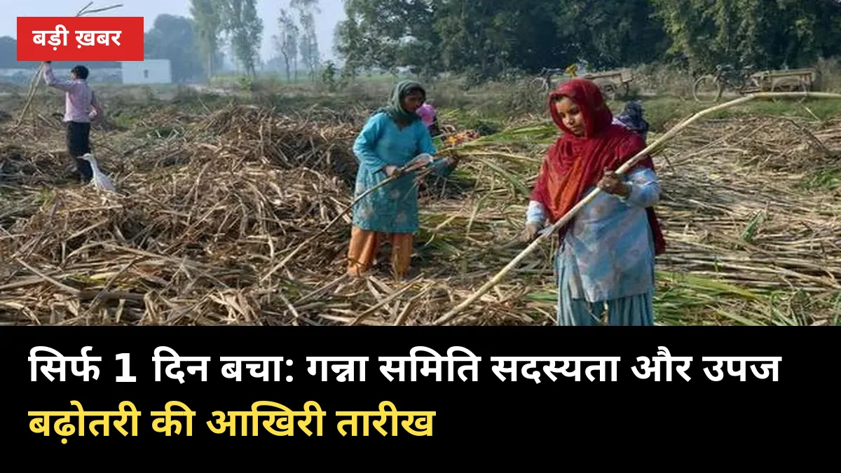 गन्ना समिति सदस्यता: सिर्फ 1 दिन बचा, 30 सितंबर है आखिरी तारीख