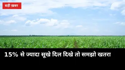 15% से ज्यादा सूखे दिल दिखे तो समझो खतरा: गन्ने के शूट बोरर से बचाव के 6 काम
