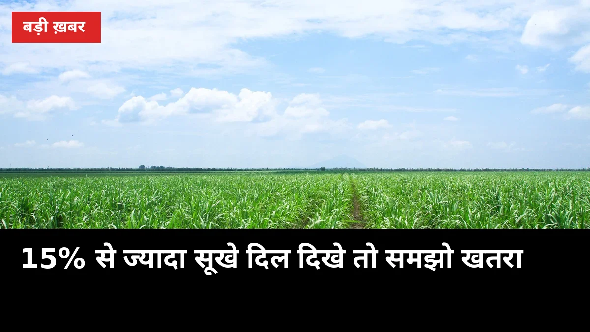 15% से ज्यादा सूखे दिल दिखे तो समझो खतरा: गन्ने के शूट बोरर से बचाव के 6 काम