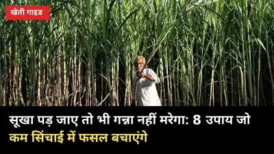 सूखा पड़ जाए तो भी गन्ना नहीं मरेगा: 8 उपाय जो कम सिंचाई में फसल बचाएंगे