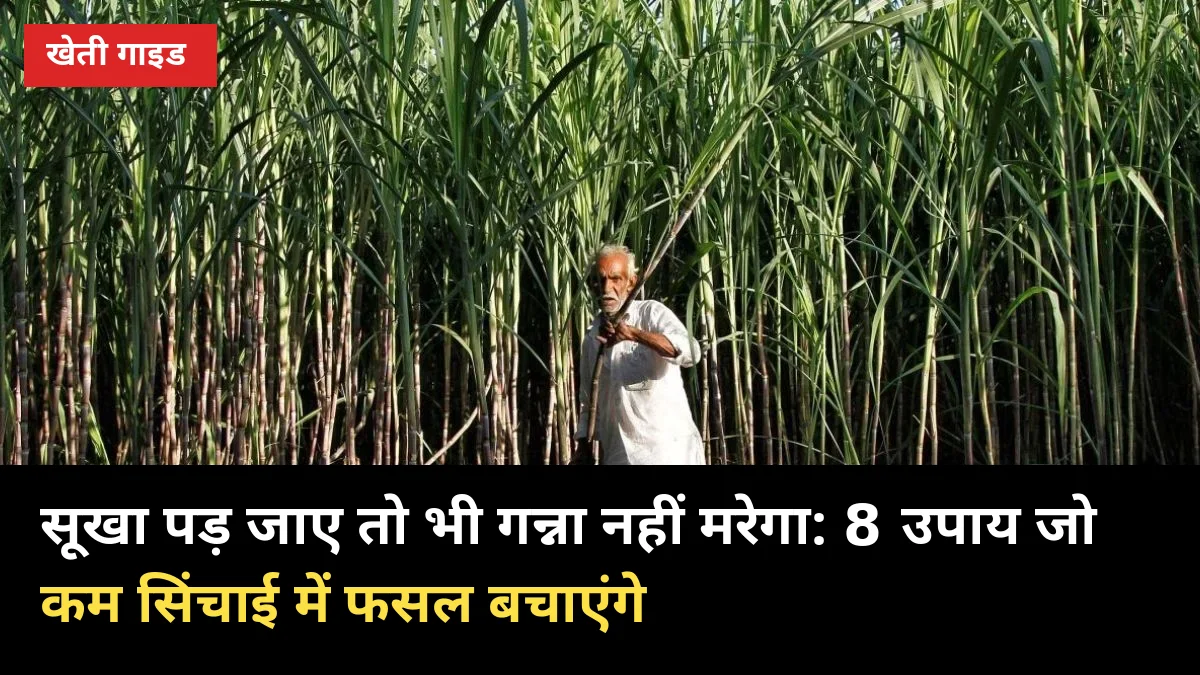 सूखा पड़ जाए तो भी गन्ना नहीं मरेगा: 8 उपाय जो कम सिंचाई में फसल बचाएंगे