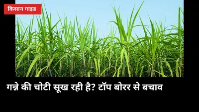 गन्ने की चोटी सूख रही है तो टॉप बोरर है: 5 पहचान और बचाव के 4 तरीके
