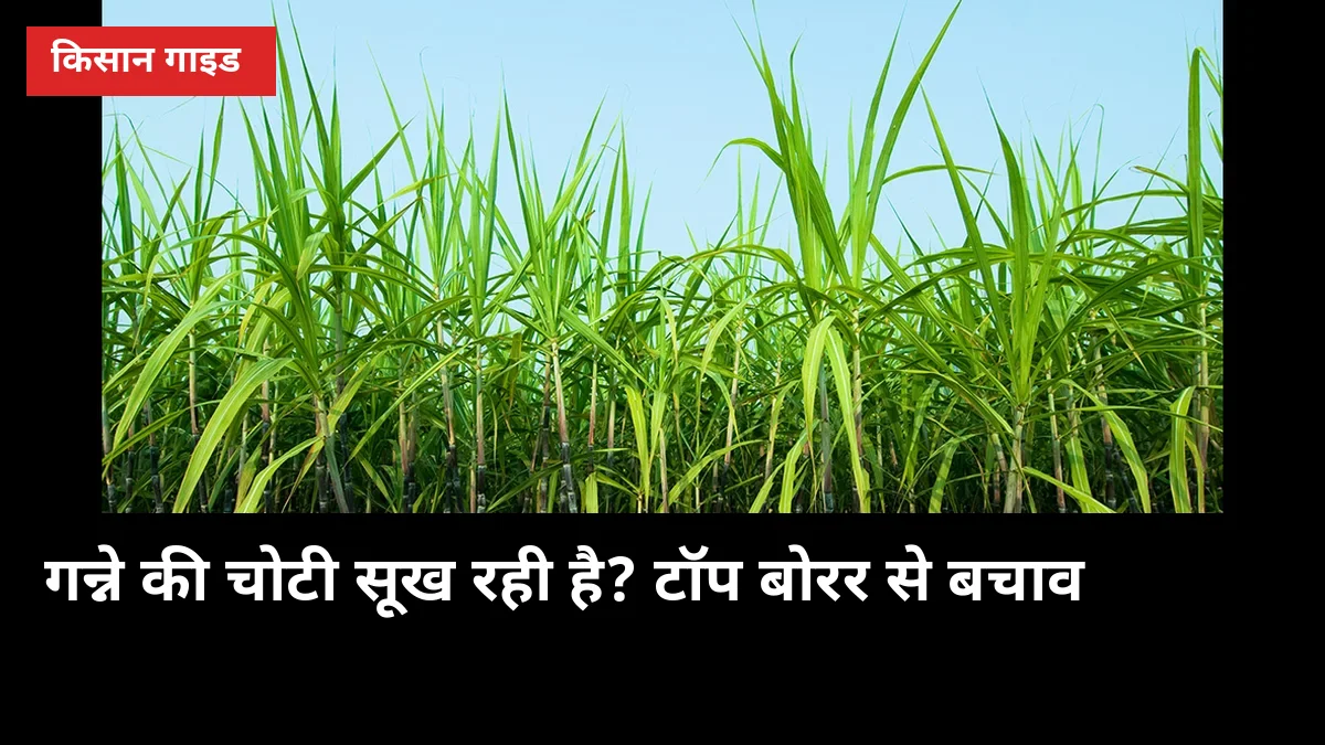 गन्ने की चोटी सूख रही है तो टॉप बोरर है: 5 पहचान और बचाव के 4 तरीके