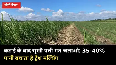 कटाई के बाद सूखी पत्ती मत जलाओ: 35-40% पानी बचाता है ट्रैश मल्चिंग