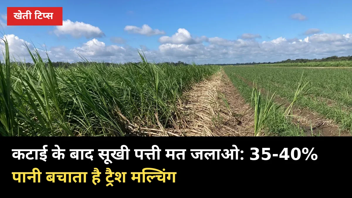 कटाई के बाद सूखी पत्ती मत जलाओ: 35-40% पानी बचाता है ट्रैश मल्चिंग