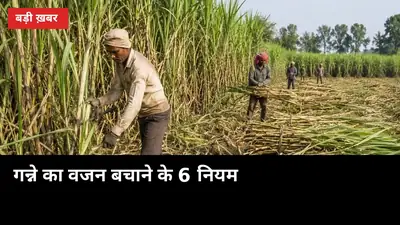 कटाई के 24 घंटे में तौल कराएं: गन्ने का वजन बचाने के 6 नियम