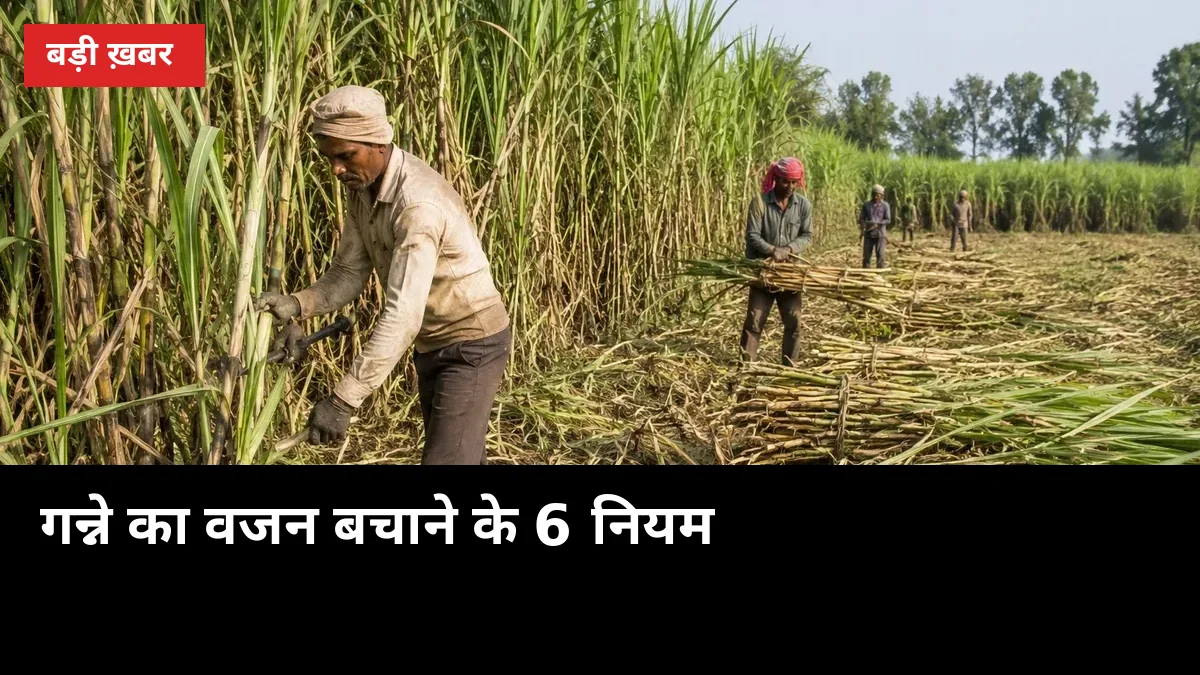 कटाई के 24 घंटे में तौल कराएं: गन्ने का वजन बचाने के 6 नियम