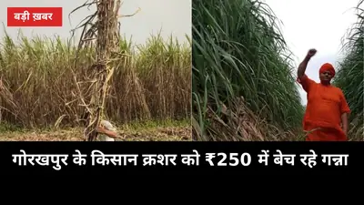 गोरखपुर के किसान क्रशर को ₹250 में बेच रहे गन्ना, मिल भाव से ₹175 प्रति क्विंटल का नुकसान