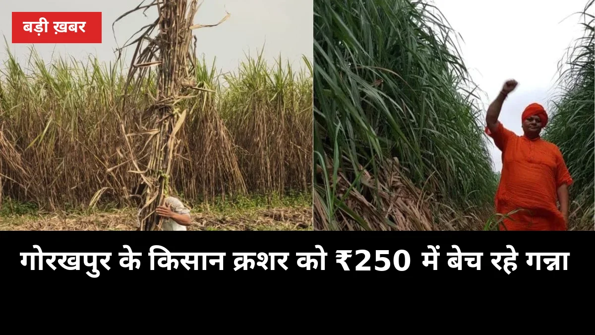 गोरखपुर के किसान क्रशर को ₹250 में बेच रहे गन्ना, मिल भाव से ₹175 प्रति क्विंटल का नुकसान