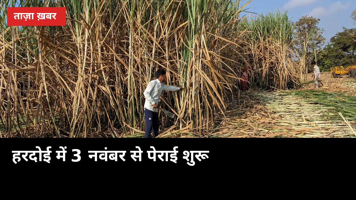 हरदोई में 3 नवंबर से घूमेगा मिलों का पहिया: 1,09,032 हेक्टेयर गन्ने की पेराई शुरू