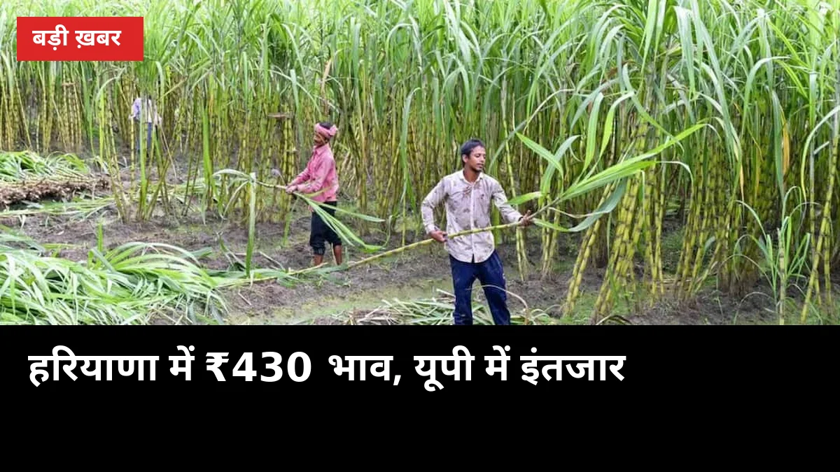 हरियाणा ने घोषित किया ₹430 का गन्ना भाव, यूपी के किसान अब भी इंतजार में