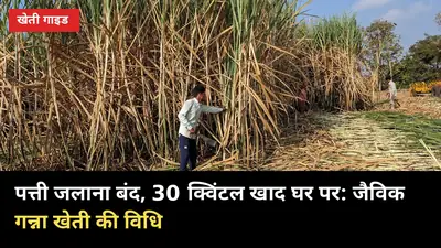 पत्ती जलाना बंद, 30 क्विंटल खाद घर पर: जैविक गन्ना खेती की विधि