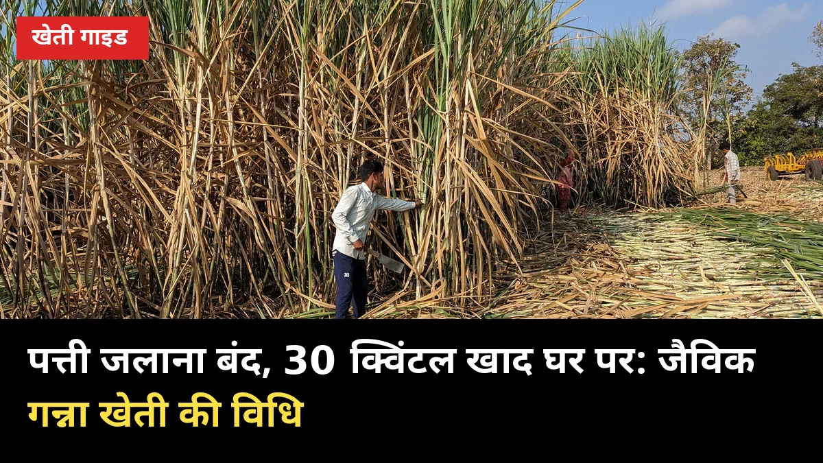 पत्ती जलाना बंद, 30 क्विंटल खाद घर पर: जैविक गन्ना खेती की विधि