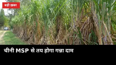 चीनी MSP से तय होगा गन्ना दाम: 2 दिन में फैसला, किसान बोले गोदाम पर ताला
