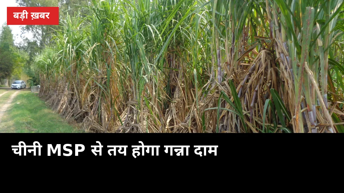 चीनी MSP से तय होगा गन्ना दाम: 2 दिन में फैसला, किसान बोले गोदाम पर ताला