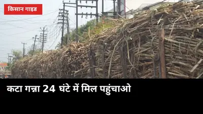कटा गन्ना 24 घंटे में मिल पहुंचाओ, वरना 72 घंटे में 10% तक वजन घट जाएगा