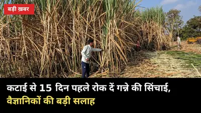 कटाई से 15 दिन पहले रोक दें गन्ने की सिंचाई, वैज्ञानिकों की बड़ी सलाह