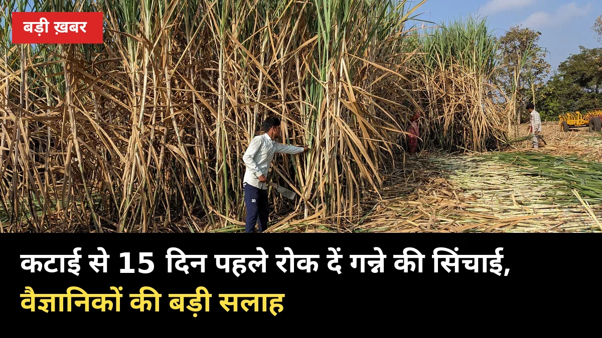 कटाई से 15 दिन पहले रोक दें गन्ने की सिंचाई, वैज्ञानिकों की बड़ी सलाह