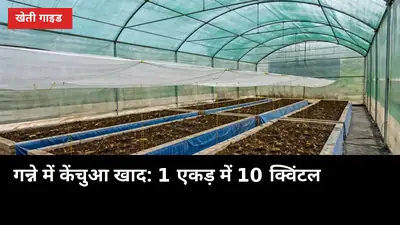 गन्ने में केंचुआ खाद: 1 एकड़ में 10 क्विंटल, रासायनिक खाद का खर्च घटाने का तरीका