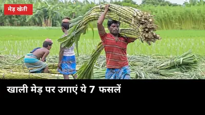 खेत की खाली मेड़ पर उगाएं ये 7 फसलें, गन्ने को नुकसान बिना अतिरिक्त फायदा