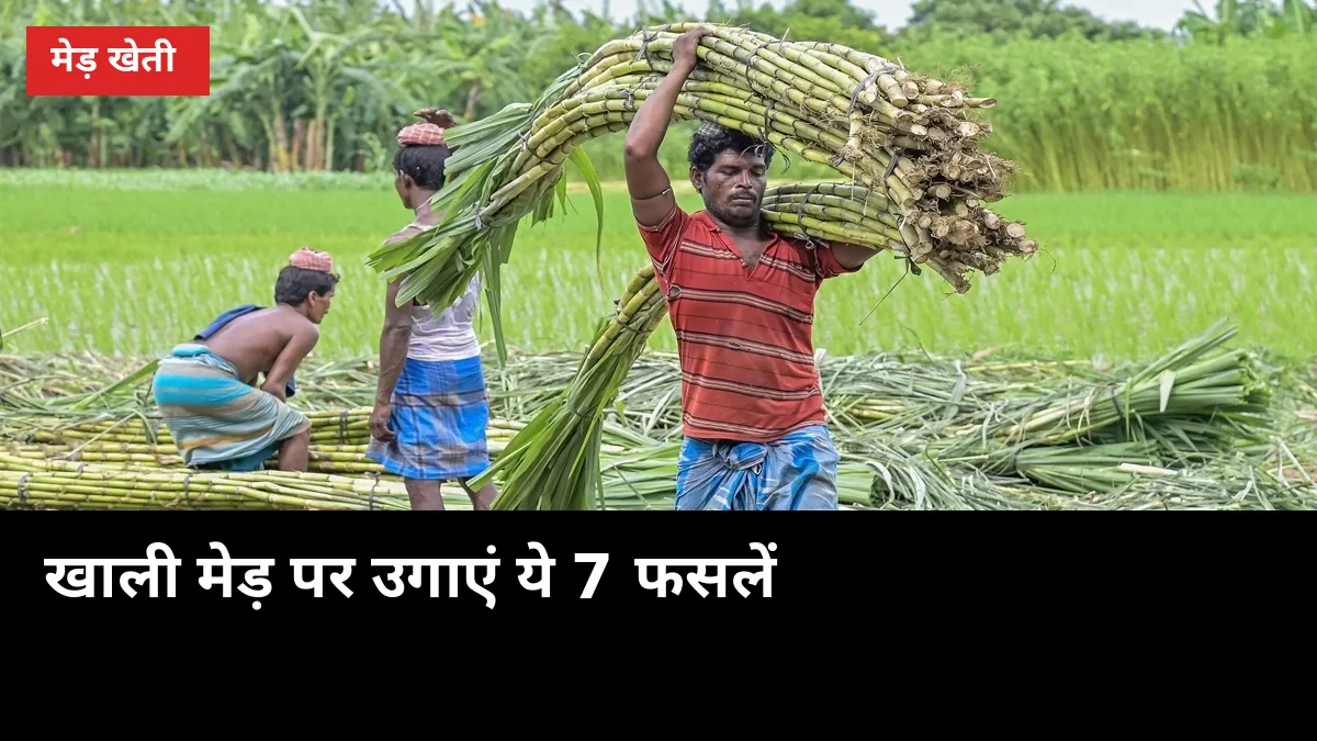 खेत की खाली मेड़ पर उगाएं ये 7 फसलें, गन्ने को नुकसान बिना अतिरिक्त फायदा