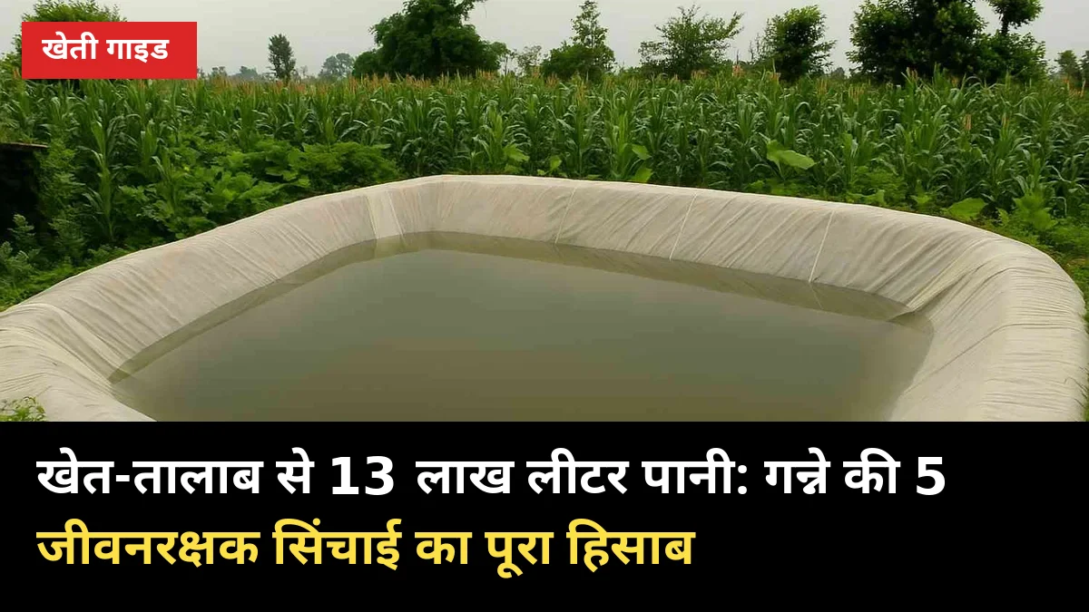 खेत-तालाब से 13 लाख लीटर पानी: गन्ने की 5 जीवनरक्षक सिंचाई का पूरा हिसाब