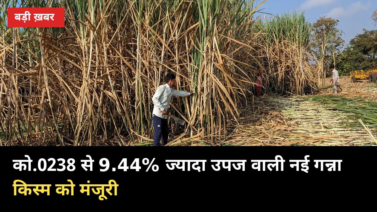 को.0238 से 9.44% ज्यादा उपज वाली नई गन्ना किस्म को मंजूरी, लाल सड़न से सुरक्षित