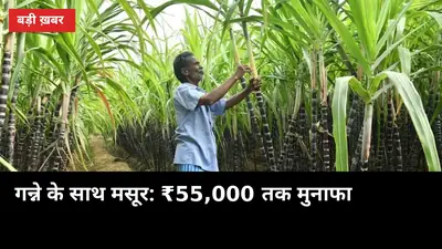 गन्ने के साथ मसूर बोओ: कुशीनगर में 107 क्विंटल बीज मुफ्त, ₹55,000 तक का फायदा