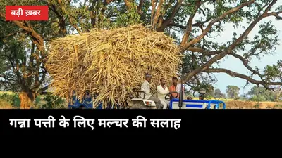 2166 मशीनों पर सब्सिडी के बीच लखीमपुर में गन्ना पत्ती के लिए मल्चर की सलाह